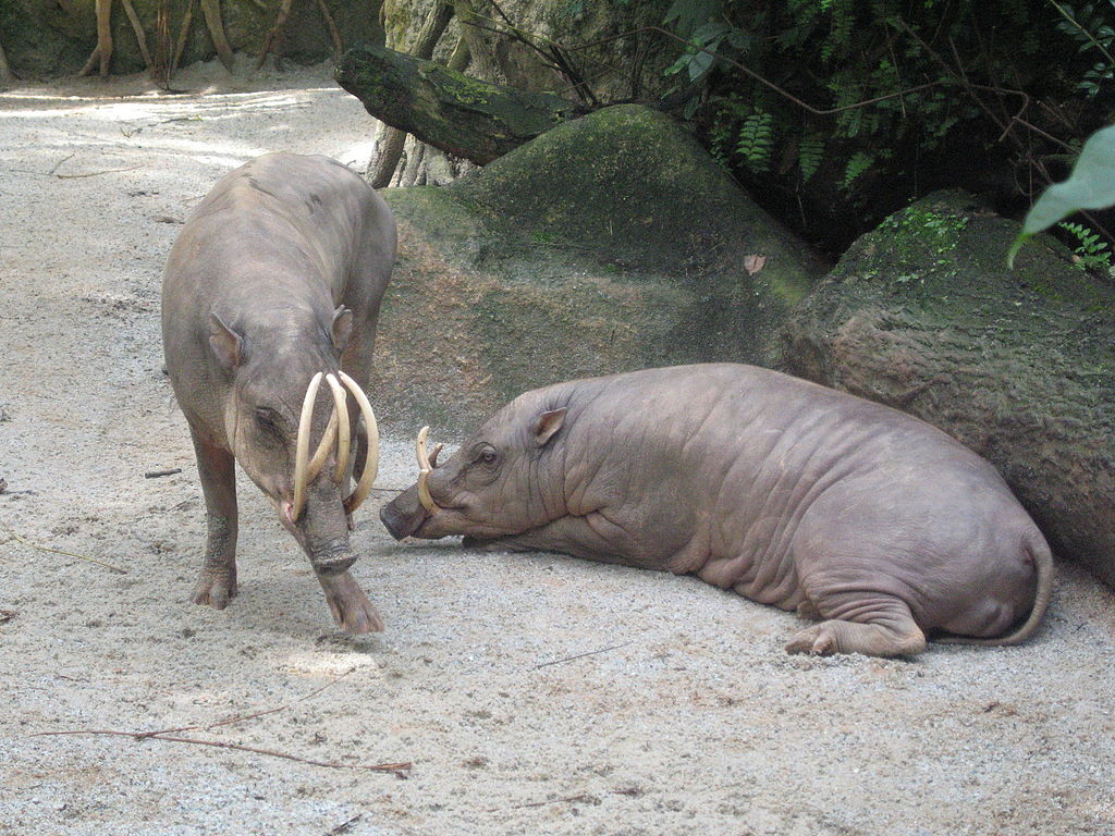 animales babirusa wikipedia