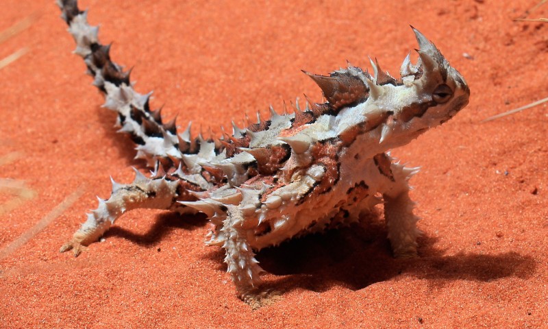 animales diablos espinosos anipedia