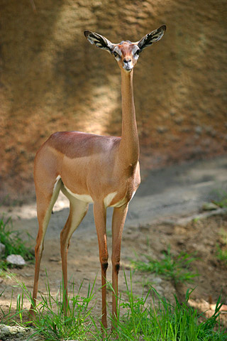 animales gerenuk wikipedia