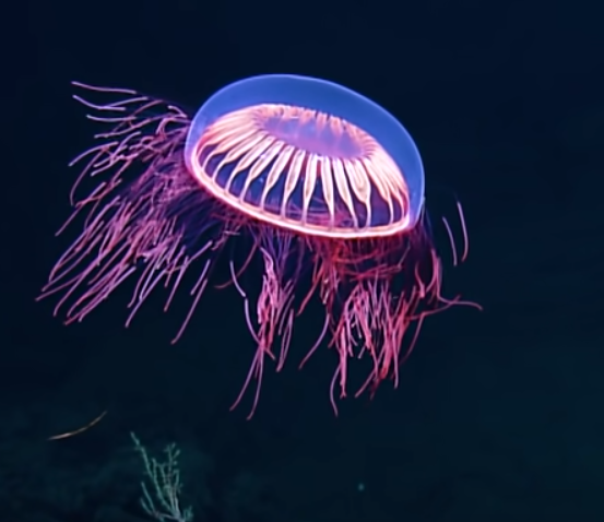 animales medusa youtube