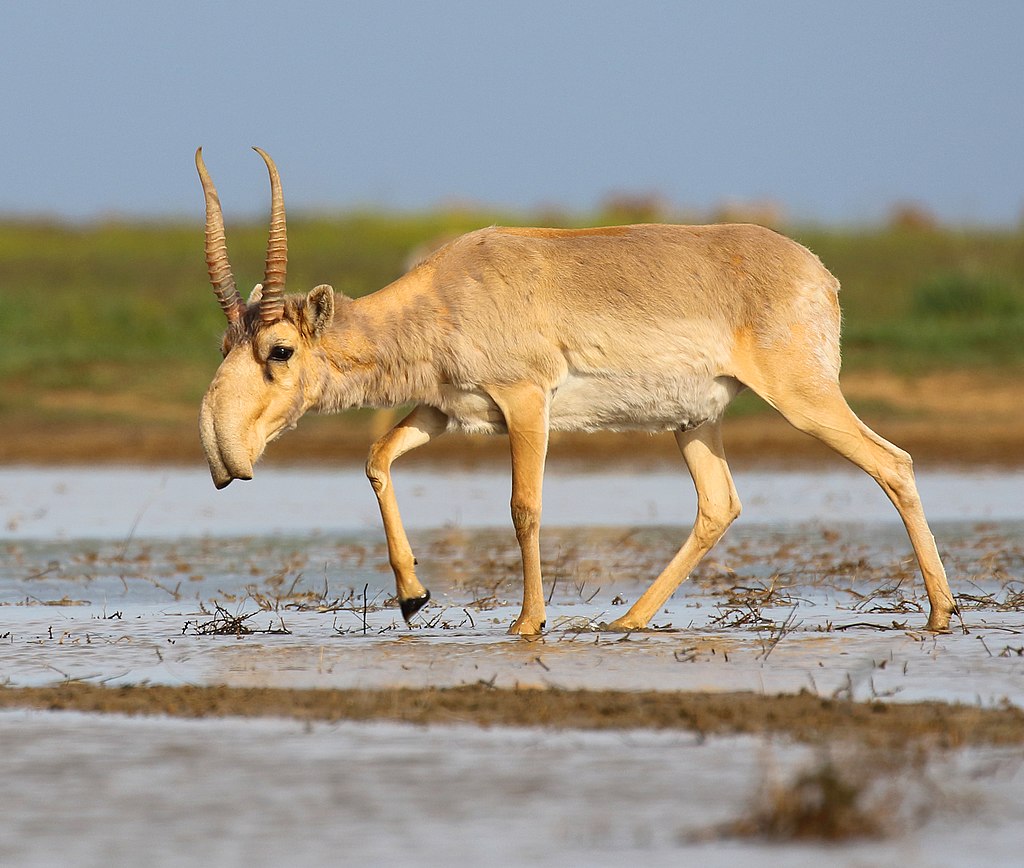 animales saiga wikipedia