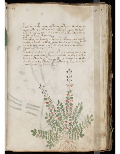 6voynich manuscript
